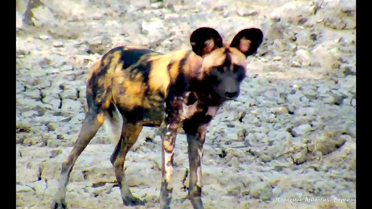 Дикая собака видео. Дикая Африканская собака из заповедника. Собаки в Африке Судан Дикие. Гиеновидная собака и гиена различия. Гиеновидные собаки едят.