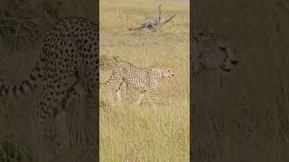 Cheetah Walking 🐆🐆🐆 #Wildlife #Safari