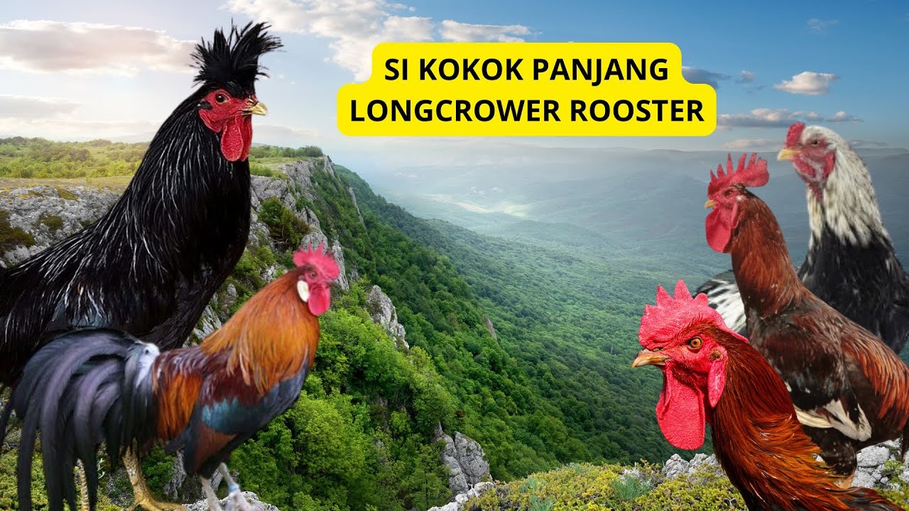 Уникальное долгое пение петуха! Мелодичный звук, который поражает