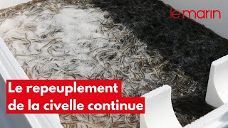 Au cœur d'une opération de repeuplement de la civelle sur la Loire