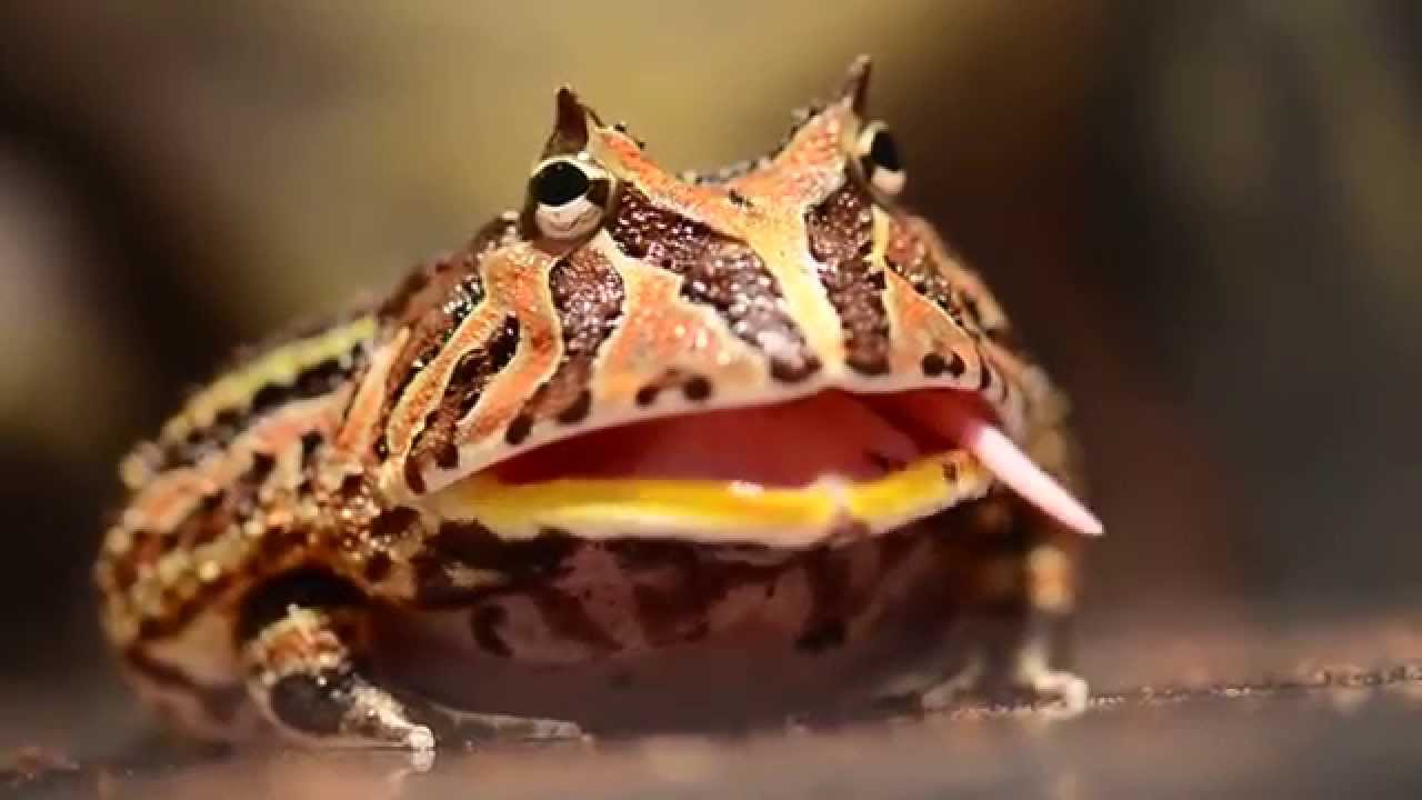 pacman frog eats a mouse - YouTube.