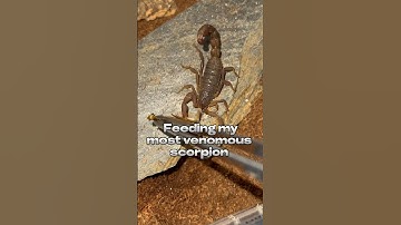 Deadly scorpion ☠️🦂#shorts #scorpion #venomous #arachnid #animal #animalshorts #pet #viral #fyp