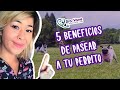 5 beneficios de pasear tu perro | Consejos Veterinarios | Dra. Vane