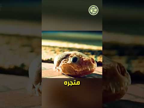 سر العجوز الغامض لماذا كان يذبح 10 أرانب يومي ا ويقفز أمام متجره