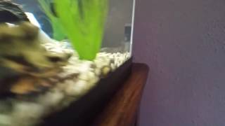 Sick Kuhli Loach Swimming Abnormally