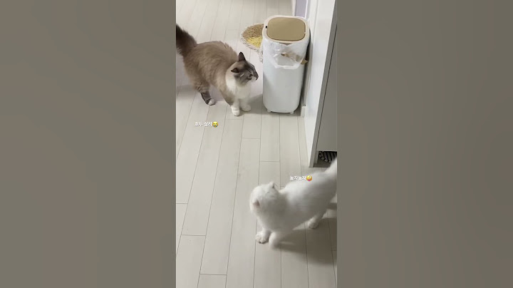 형에게 냥냥펀치 날리는 아기고양이 마루 #스코티쉬폴드 #cat #kitten #아기고양이 #개냥이 #래가퍼 #찐형제 #합사