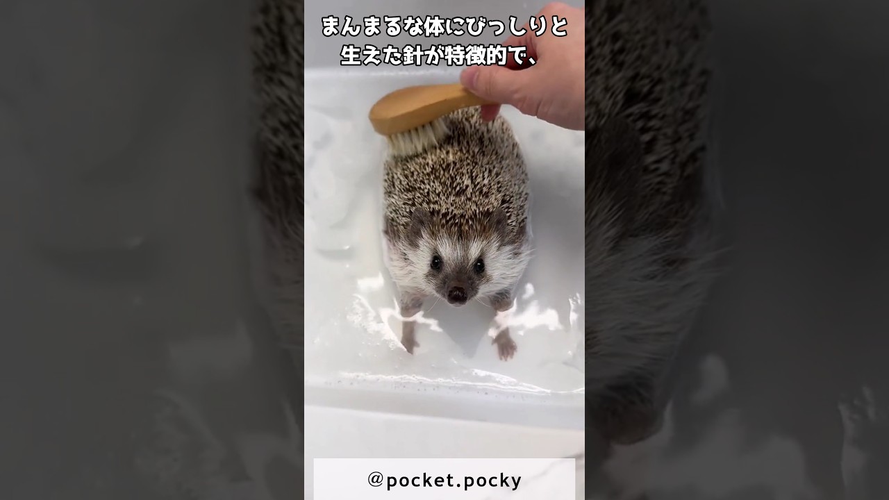 癒し効果抜群！超可愛いハリネズミの魅力に迫る #ペット #ハリネズミ