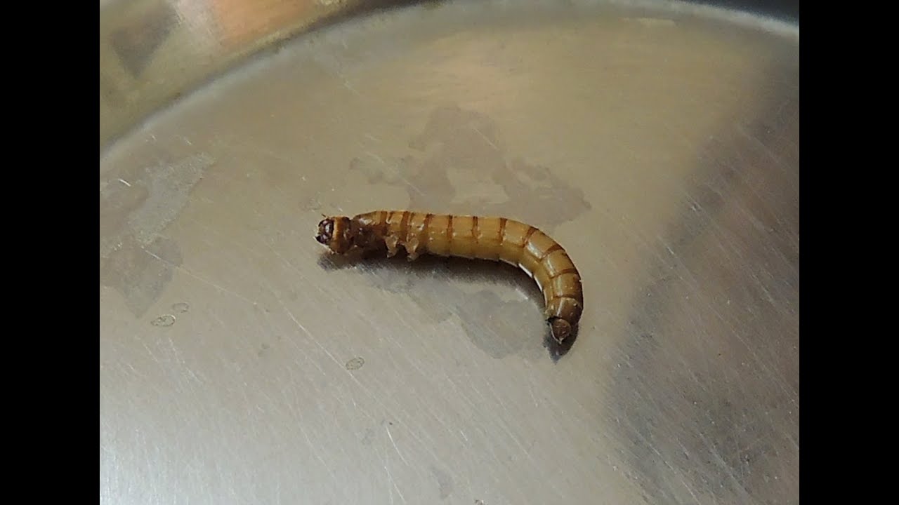 Weaning a baby micro bat preparing a feed of mealworm viscera YouTube
