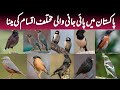Wild Mynas of Pakistan | Info and Facts of Different Types of Myna Birds | Wildlife of Pakistan