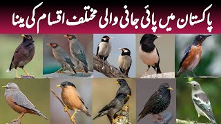Wild Mynas of Pakistan | Info and Facts of Different Types of Myna Birds | Wildlife of Pakistan