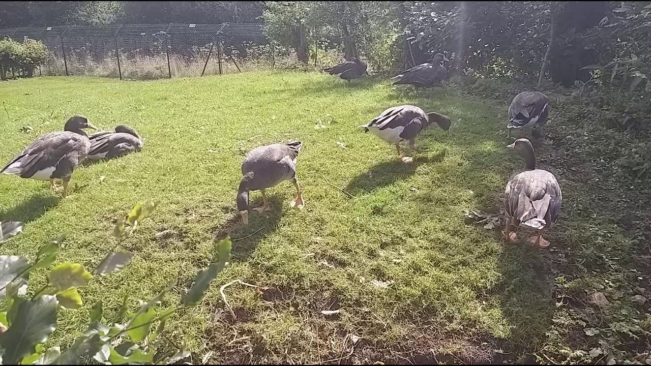 Castle Espie WWT Centre 13/8/19