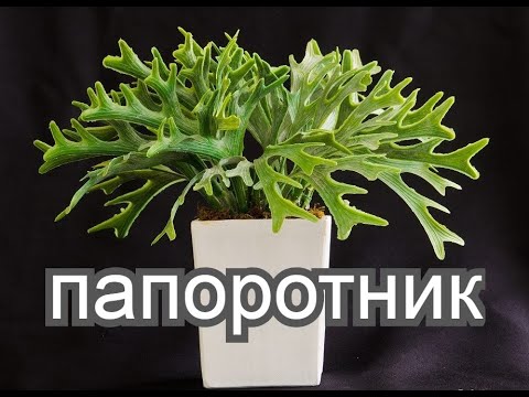 Посадка папоротника олений рог.