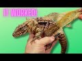 Cracking the code stuck tegu shed made easy