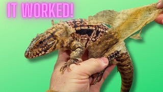 Cracking the Code: Stuck Tegu Shed Made Easy!