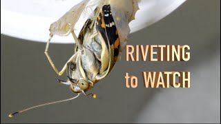 Caterpillar to Butterfly: MAGIC [NARRATED]