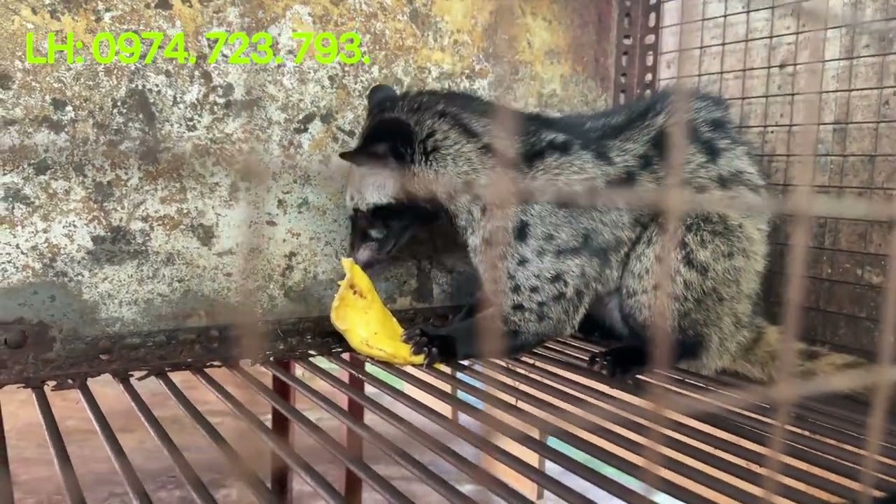 Nên duy trì nhiệt độ hợp lí trong chuồn chồn| Chồn Hương thuẩn Hoá.