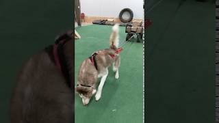 Weight Pulling At Kais Dog Training Academy