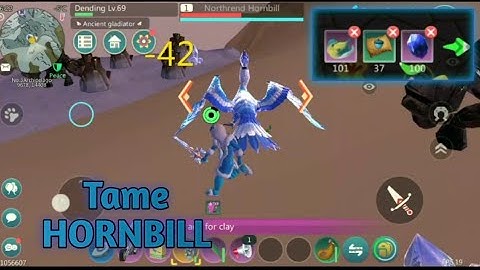 Northerned Hornbill | Utopia Origin