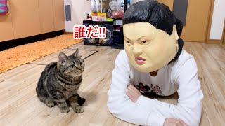 子猫の前に突然マツコデラックスが乱入するとこうなりますw