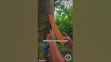 Borneo’s Cinnamon Secret: Watch the Harvest Come to Life!