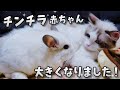 チンチラの赤ちゃんが立派に成長しました!