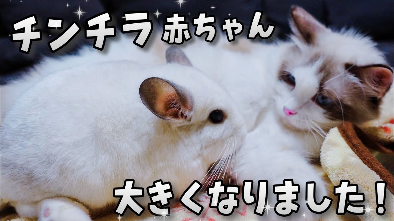 チンチラの赤ちゃんが立派に成長しました！ - YouTube