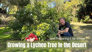Growing a Lychee Tree in the Desert and Preparing it for Winter (Freezing Temperatures) by Touch Grass Gardening 1,144 views 5 months ago 8 minutes, 17 seconds
