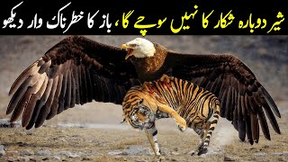 Look How The Eagle Killed The Tiger | باز کا شکار دیکھو | Planet Earth
