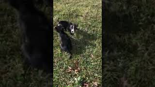 Meet Lenny A Mixed Breed Large Over 44 Lbs Fully Grown Currently Available For Adoption 327202