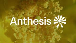 Anthesis