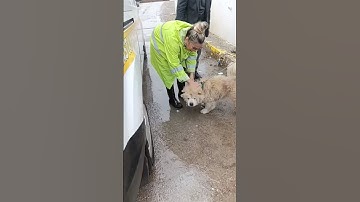 Brave Journey of a Chow Chow Rescued After Suffering Neglect and Finally Finding Hope