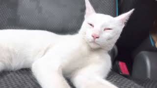 Turkish Oddeyed Angora Cat with blue and Amber Eyes  #4k #cat #viral #cute