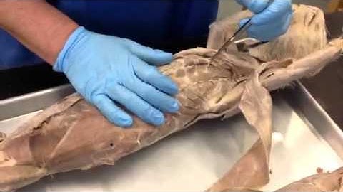 Cat dissection part 2