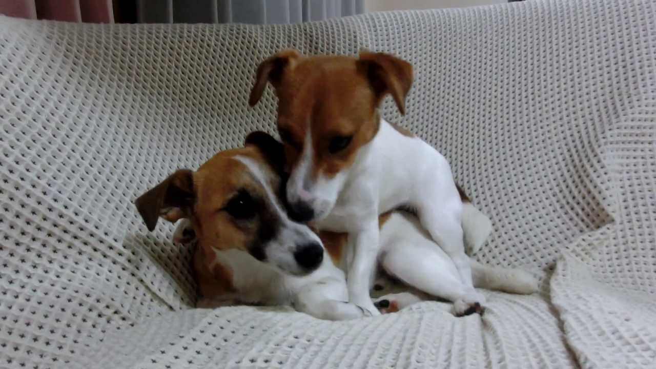 犬の愛情表現 Youtube