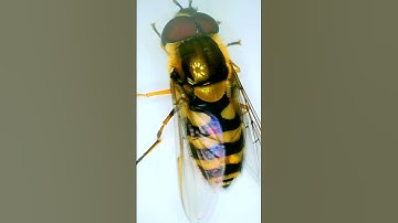 Is this a bee or a hoverfly!? 🤓 🐝