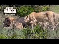 Lion Pride Feasting On a Buffalo | Lalashe Maasai Mara Safari