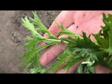 Видео: Что такое зелень мибуна – советы по выращиванию японской мибуны