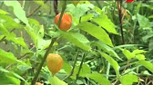 физалис королек фото