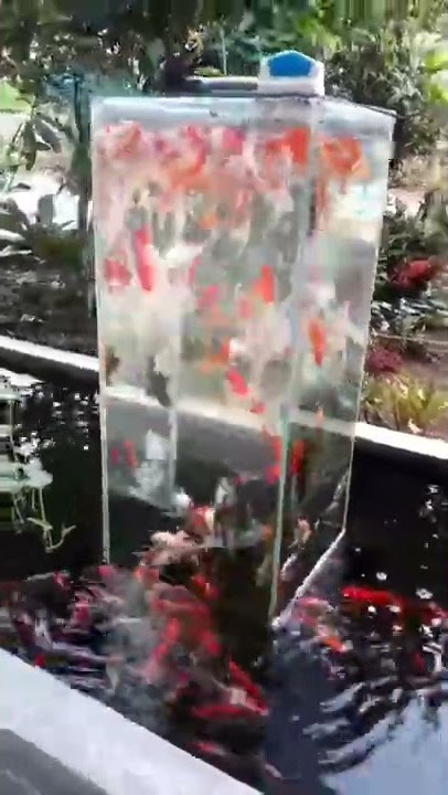 aquarium terbalik diatas kolam #aquarium #kolamikan #ikan #keren