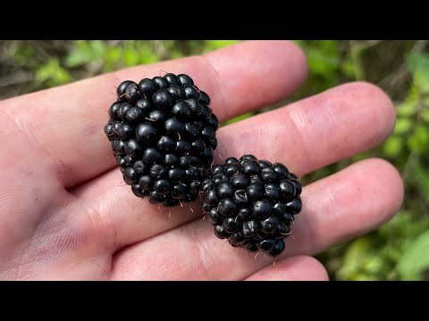 Video: Er sydlige dugbærbær spiselige?