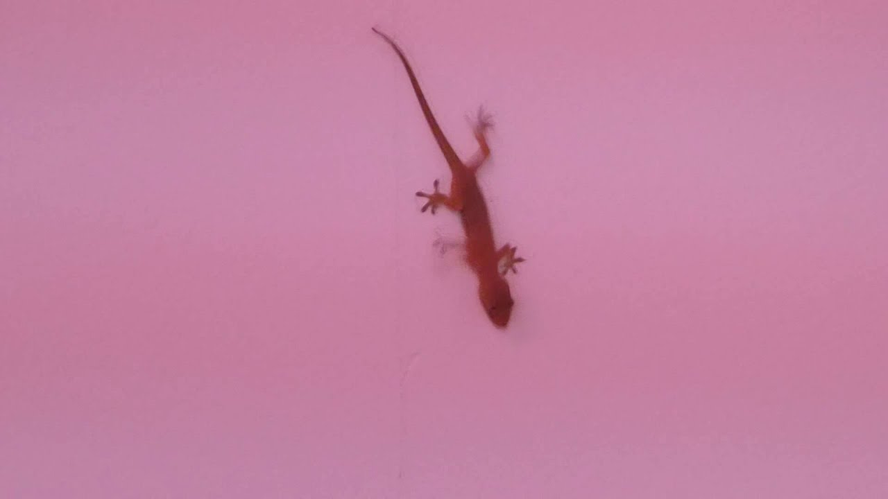 閲覧注意 石垣島のヤモリ Youtube