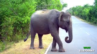 Elephants chasing people  लोगों का पीछा करते हाथी
