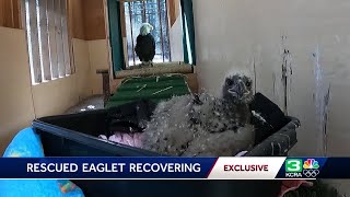 Update on eaglet who fell from nest in Northern California