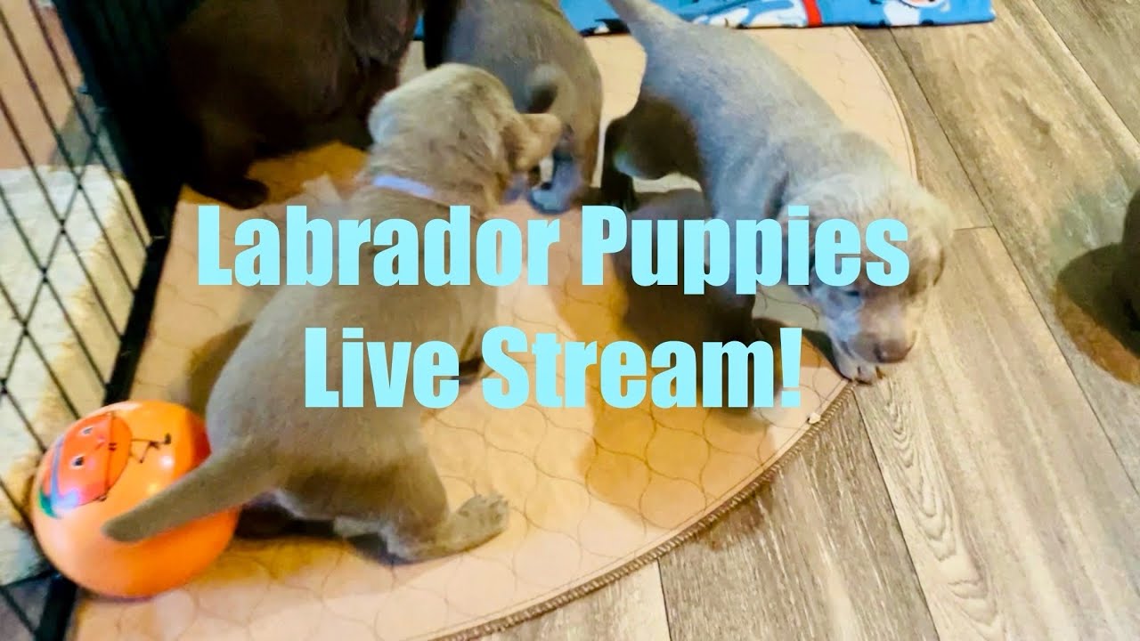Lab Puppies LIVE STREAM ! Puppy Cam Aug 03 - YouTube