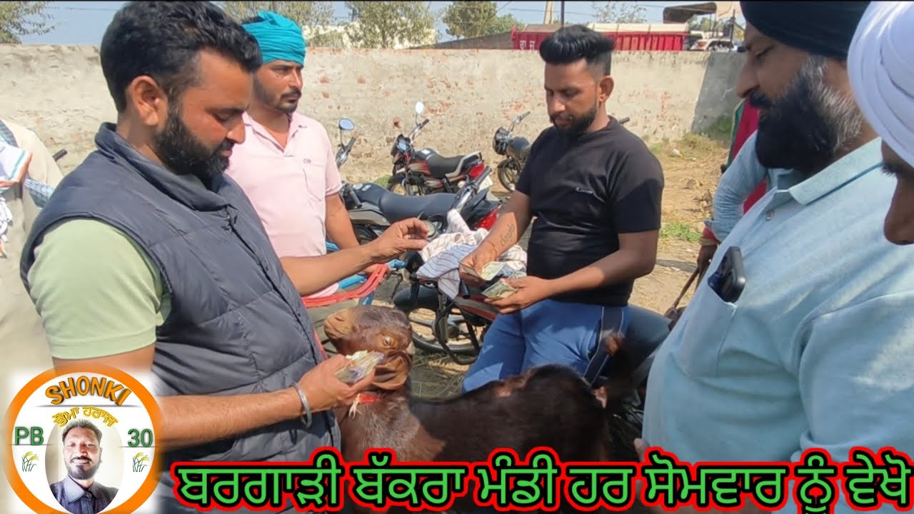 ਬਰਗਾੜੀ ਬੱਕਰਾ ਮੰਡੀ ਵਿੱਚ ਵੇਖੋ ਲਾਈਵ ਘੈਂਟ ਸੌਦੇ ਹਰ ਸੋਮਵਾਰ ਨੂੰ #shonkipb30 