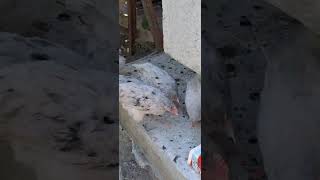 jersey Grant bugünde menüde ara öğün Dil var. gelişimleri için süper ara öğün.