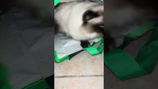 Ragdoll cat #cat #ragdollparcore #kitten #cute #ragdollcat #kitty #funny #catplay #pets #cutecat