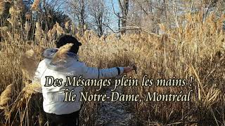 Des mésanges plein les mains à l'île Notre-Dame !