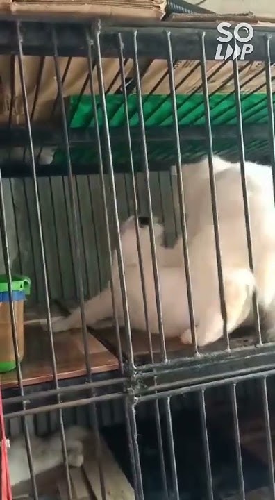 proses perkawinan dari 2 jenis, bantu subscriber dan like ๐ - YouTube