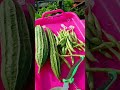 Panen Sayuran Segar dikebun Atas loteng 🏡💚#petiksayur #berkebun #gardening #budidayatanaman #sayuran